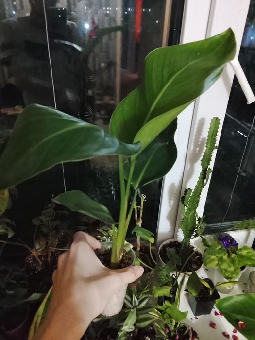 Стрилиция большая