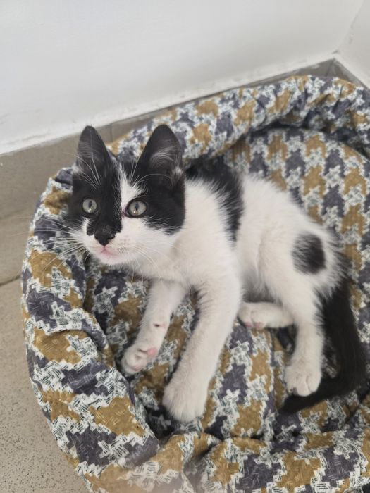 Котёнок ищет семью