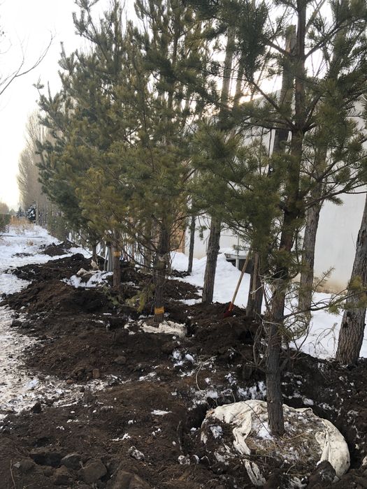 Озеленение територии