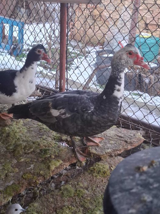 Неми патици.Мъжки свободен.