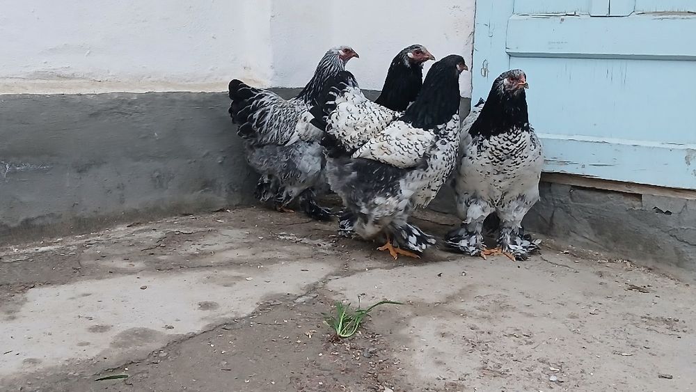 Brama tochkaliklar sptuvda