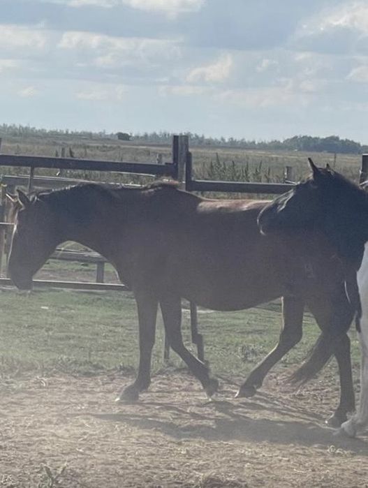 Құлынды биелер сатылады