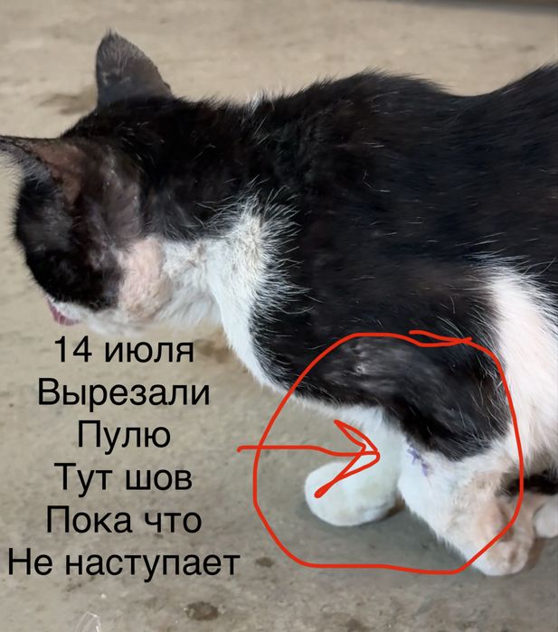 Кот с временными проблемами со здоровьем