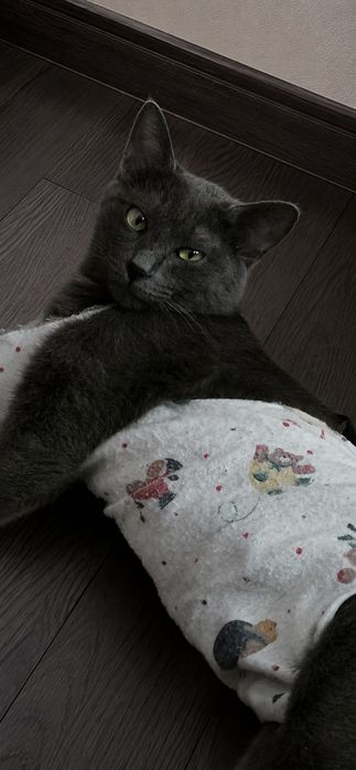 Отдам кошку в добрые руки