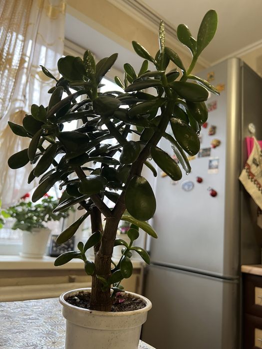Денежное дерево. Комнатное