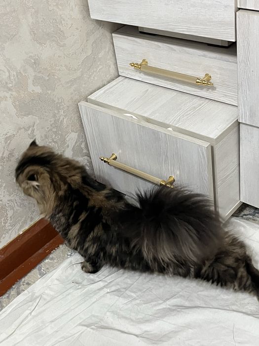 Барсик сотилади 6 ойлик