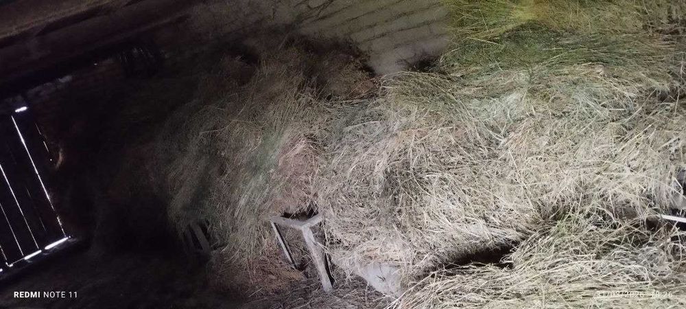 Беда хашак сотилади срочно.