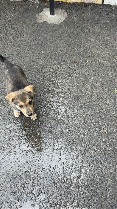 Пристраивается щеночек мальчик !!!