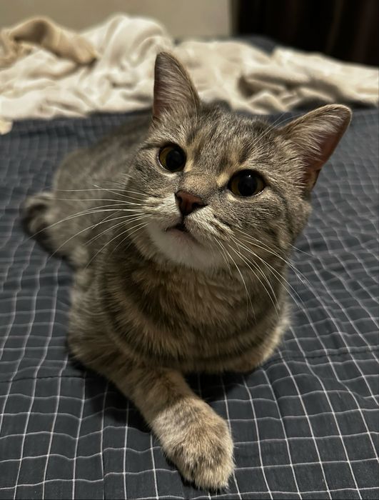 Отдадим кошечку в добрые руки