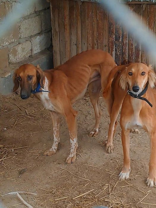 Құмай тазы күшіктер сатылады