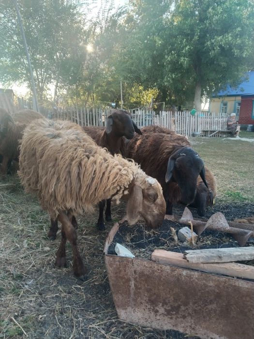 Продам баранов оптом