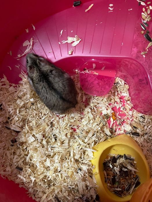 Hamsteri pitici jucăuși