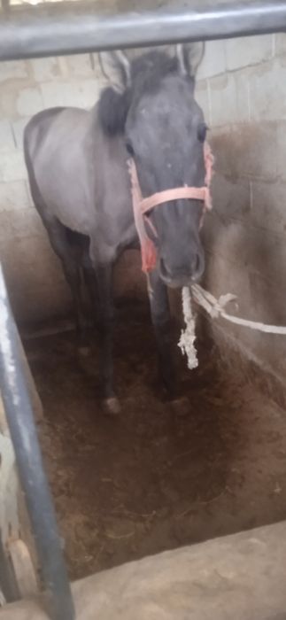 Жеребец жеребец лошади