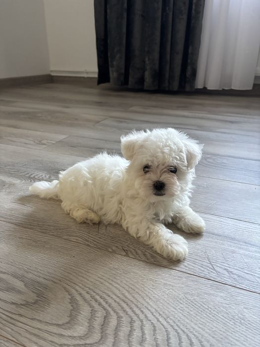 Bichon maltez fetita