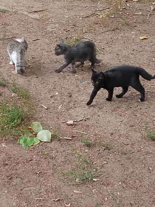 Отдам котят в добрые руки