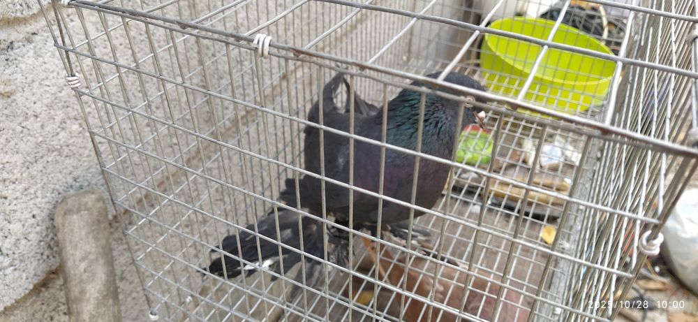 Молодой Жук голубь