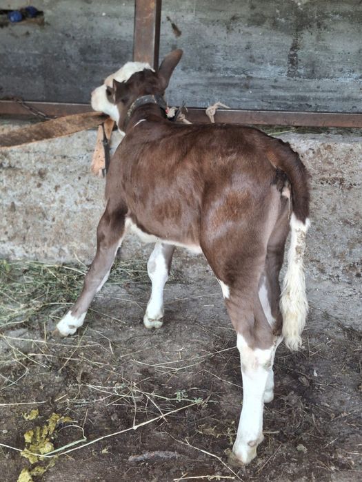 Junica de vanzare cu vitica de 3 saptamani