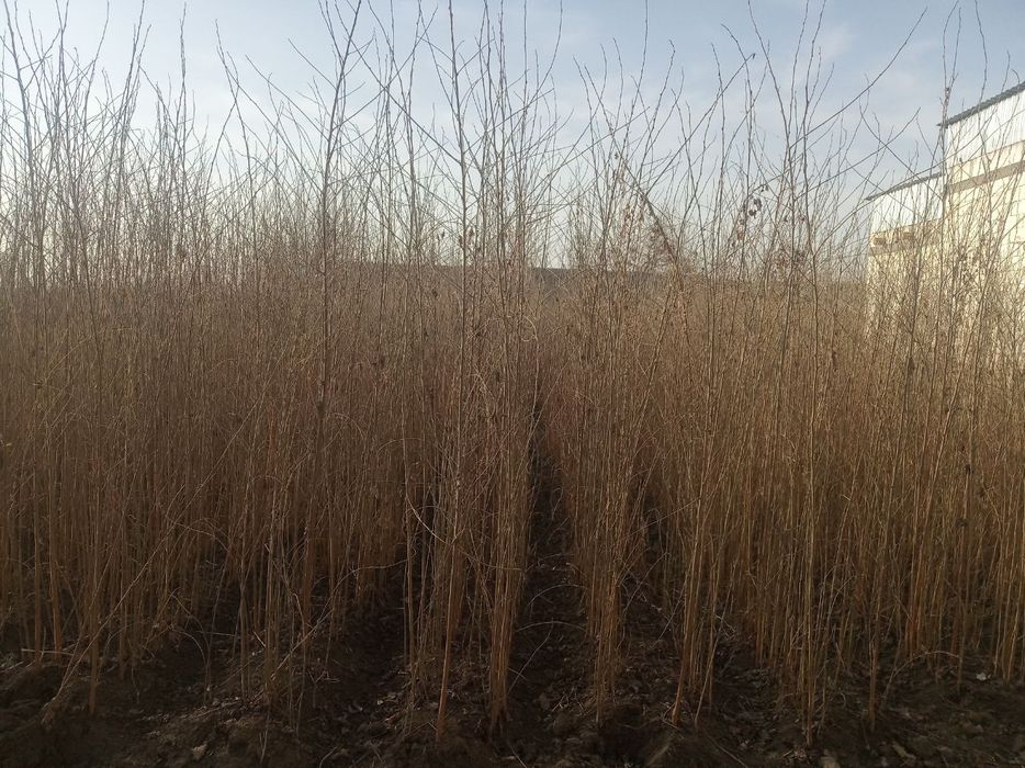 Tut daraxti koʻchatlari