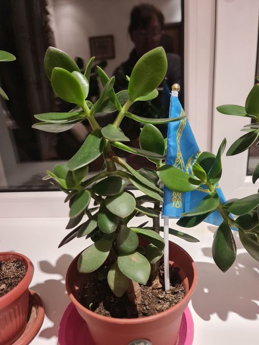 Денеж.дерево очень красивые комнатные цветы.