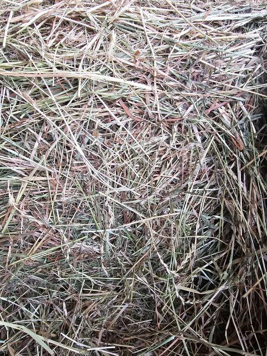 Vand baloti de fan, calitatea 1 , este verde inauntru