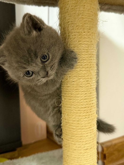 Pui British Shorthair