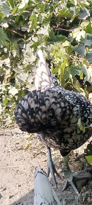 Dekarativni paduvan tovuqlar sotiladi