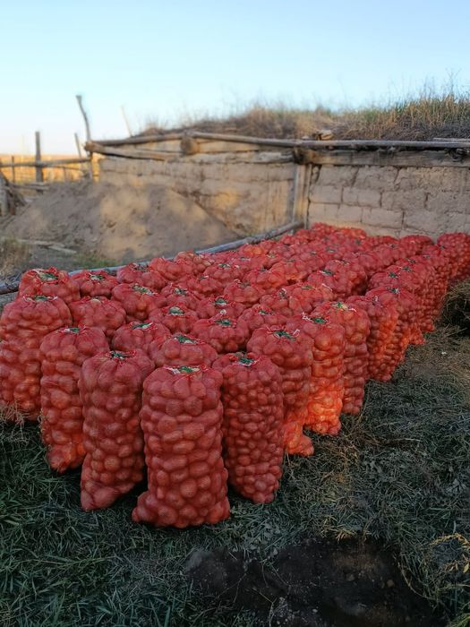 Картошк Нарынкол