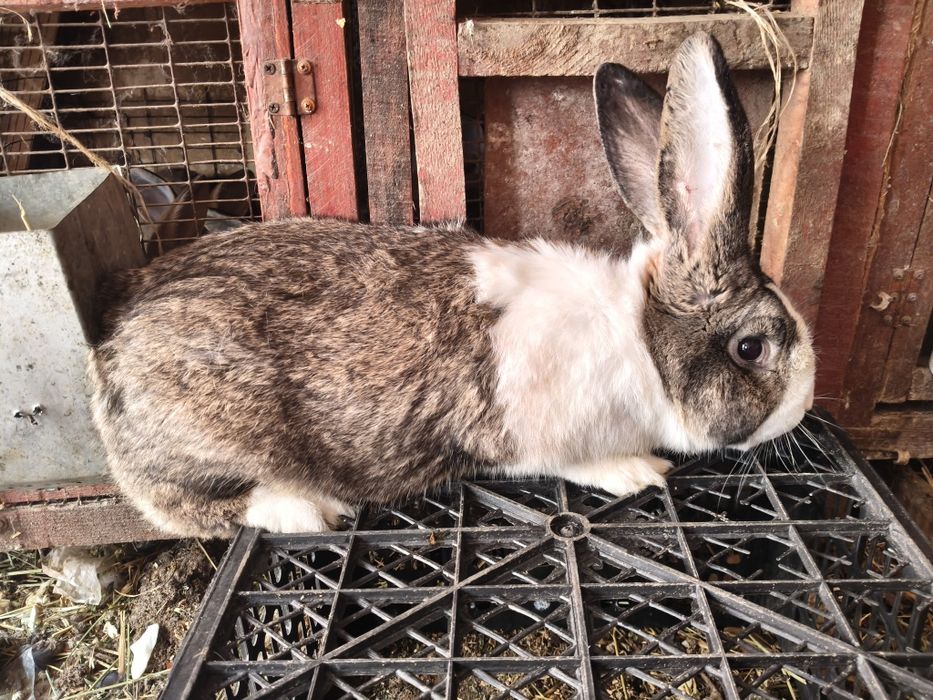 Продам самца на племя