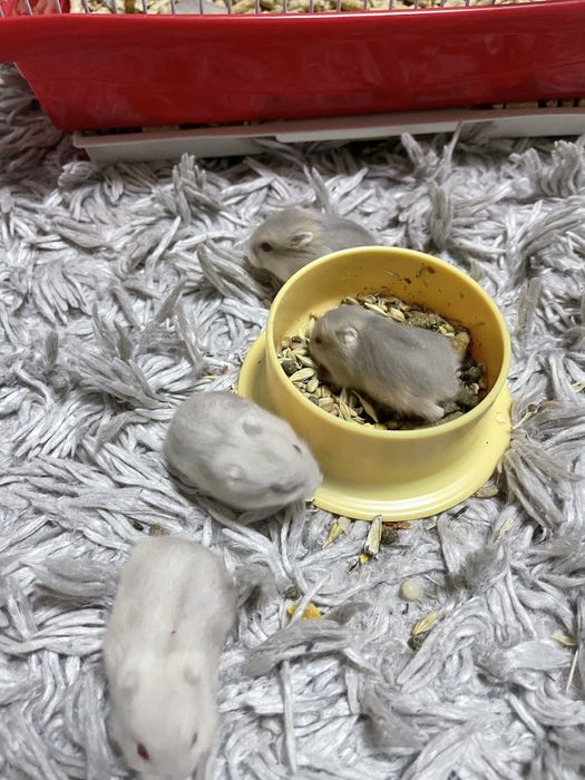 Vand hamsteri Asiatici .