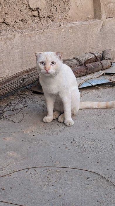 Продам свой роскошный участок 5,17 соток (!) с домом.