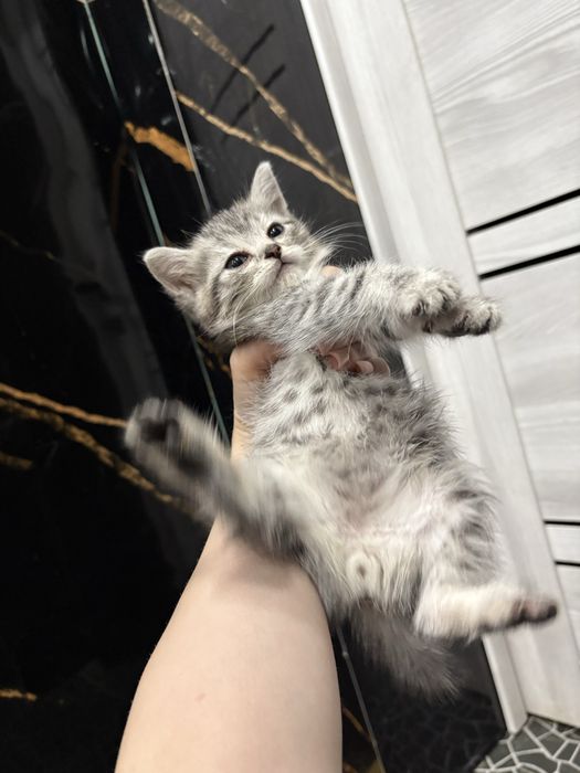 Котенок мальчик.