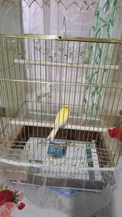 Кенор и  канарейки