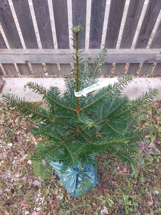 Pachet 5 buc. brazi ornamentali mixt cu balot sol-calibru 60-80 cm