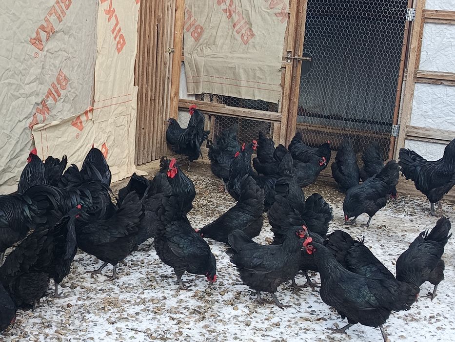 australorp negru