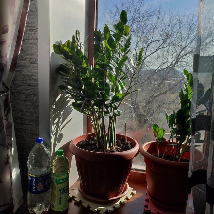 Продам доллоровое дерево