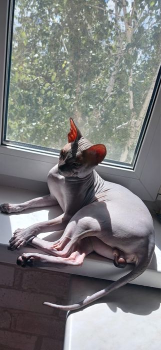 Вязка. Донской сфинкс (резинка).