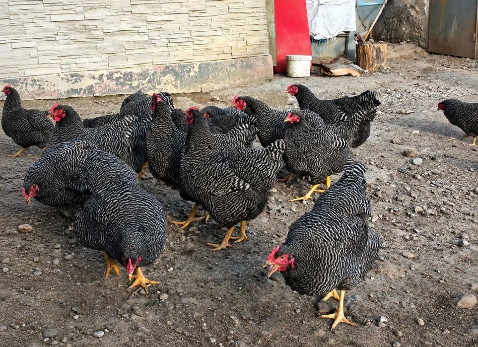 Pui de găină  rasă comnă