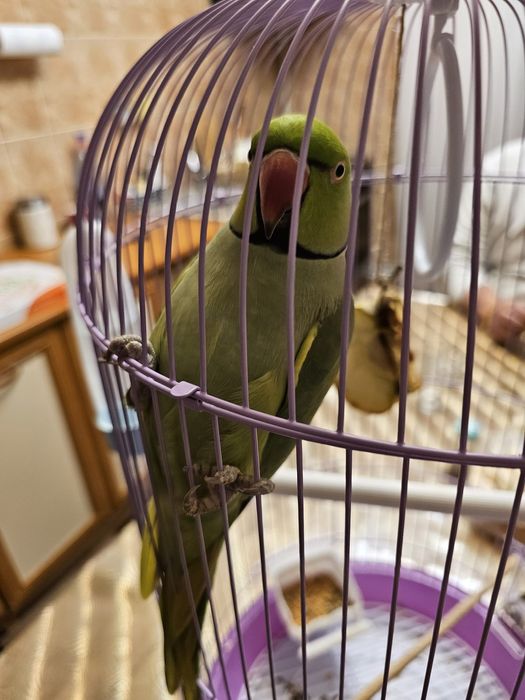 Papagal Micul Alexander