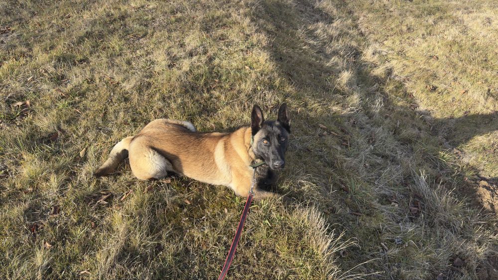 Vand catel Ciobanesc belgian in varsta de 10 luni.PRET NEGOCIABIL
