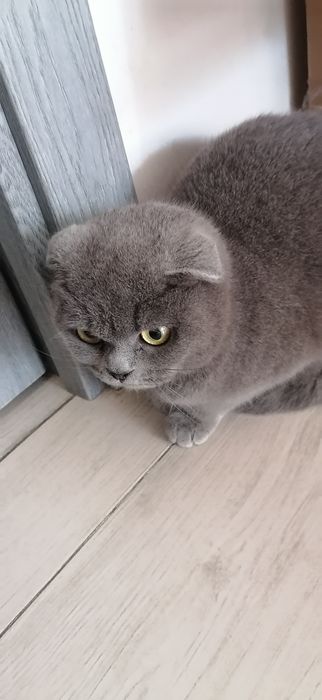 Scotish fold vislouxi