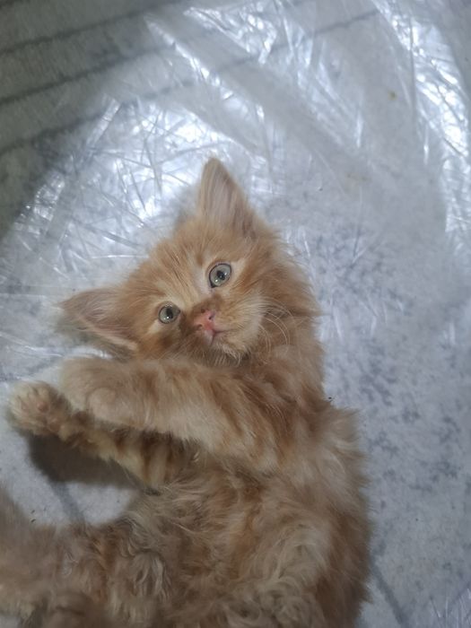 O'g'il bola mushukcha 2 yarim oyik Maine Coon sotiladi odamga o'rganga