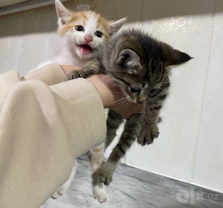 Котята даром в добрые руки