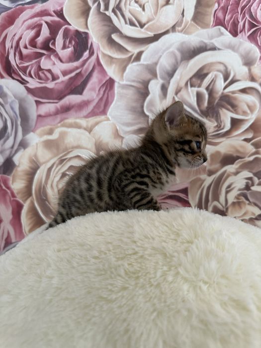 Продаётся бенгальская кошечка