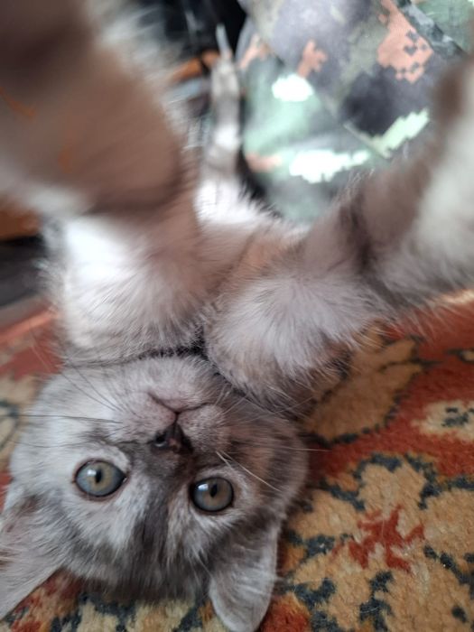 Отдам котёнка 2 месяца