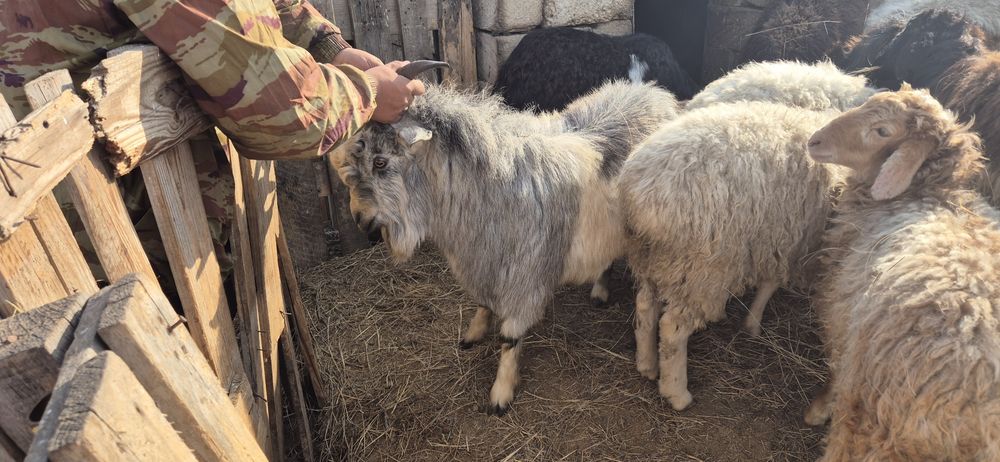 Теке сатылады / Продаю козла