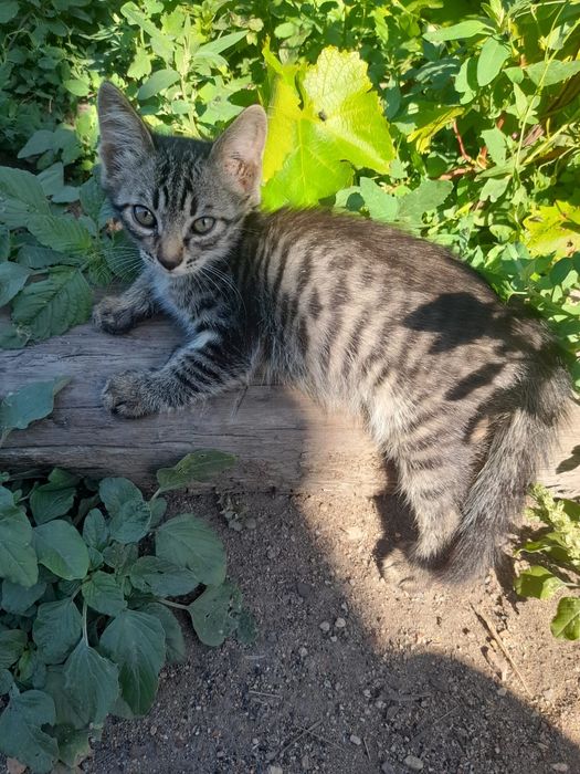 Котёнок ищет любящий дом!