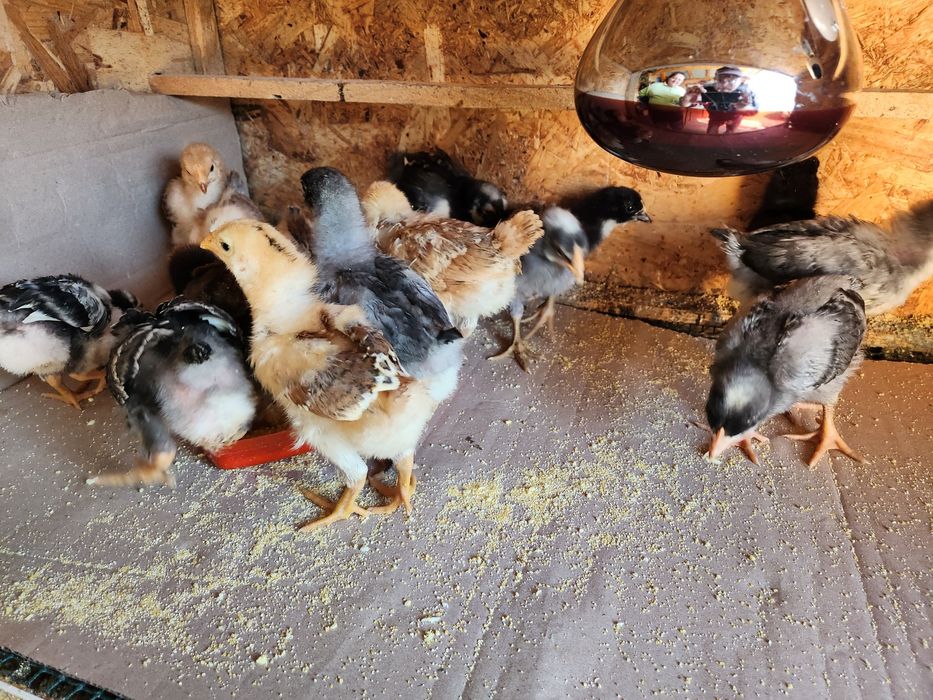 Pui de găină de la o zi până la 6 săptămâni Australorp si alte rase de ouă