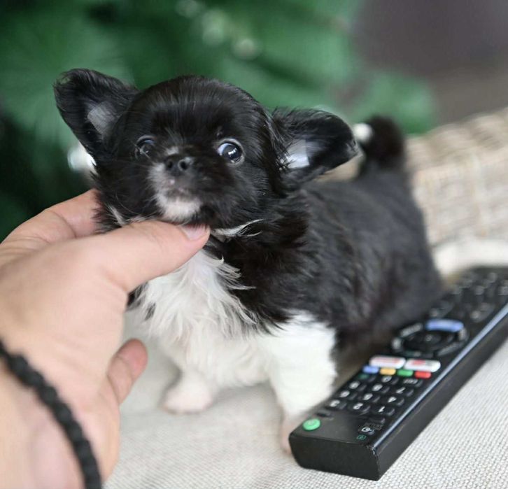 Мъжко дългокосместо мини чихуахуа