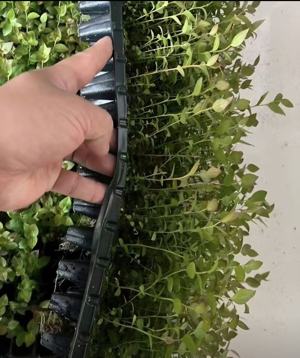 Голубика саженцы оптом