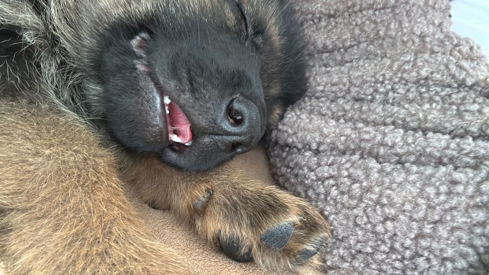 продам щенка немецкой овчарки